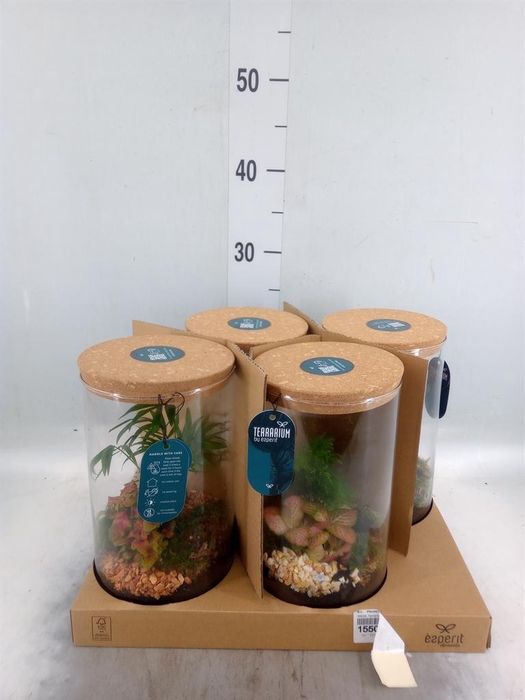 <h4>Arr.    Planten  H%</h4>
