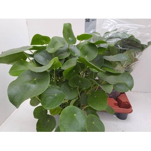 PILEA PEPEROMIOIDES