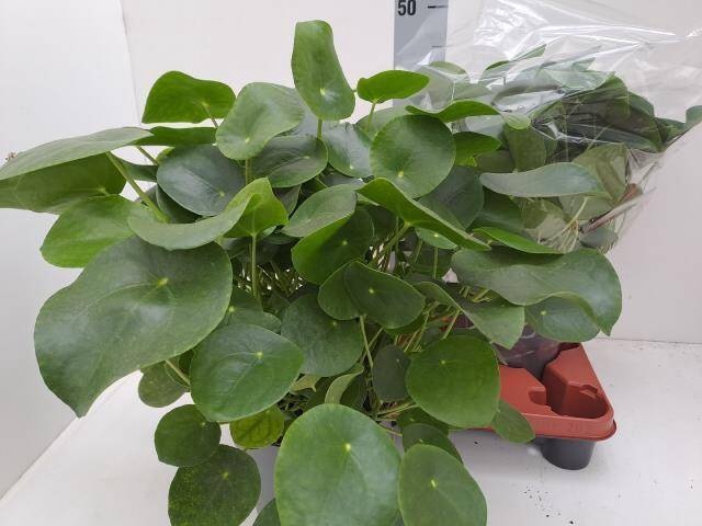 <h4>PILEA PEPEROMIOIDES</h4>