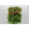 Fritillaria imper. 'Orange Sweet'