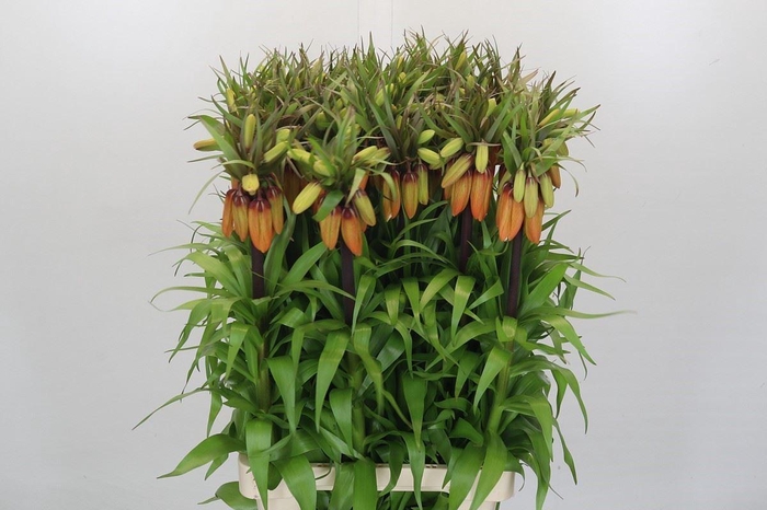Fritillaria imper. 'Orange Sweet'