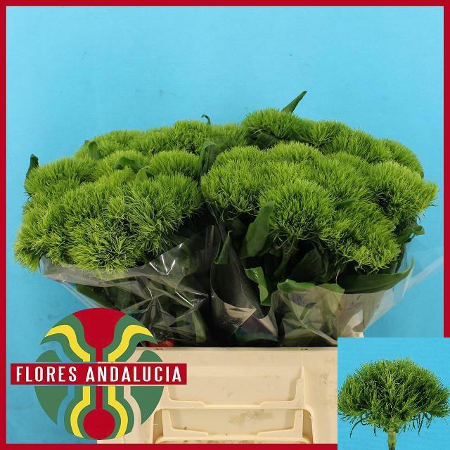 <h4>DI BARB GREEN WICKY</h4>