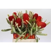 Banksia  Burdetti Red