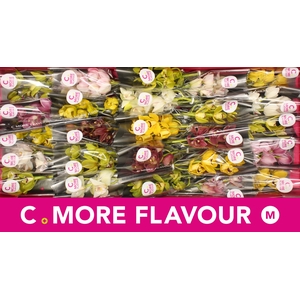 Mini cymbidium 'Mix 30' cm