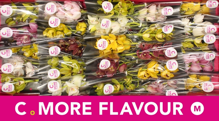 <h4>Mini cymbidium 'Mix 30' cm</h4>