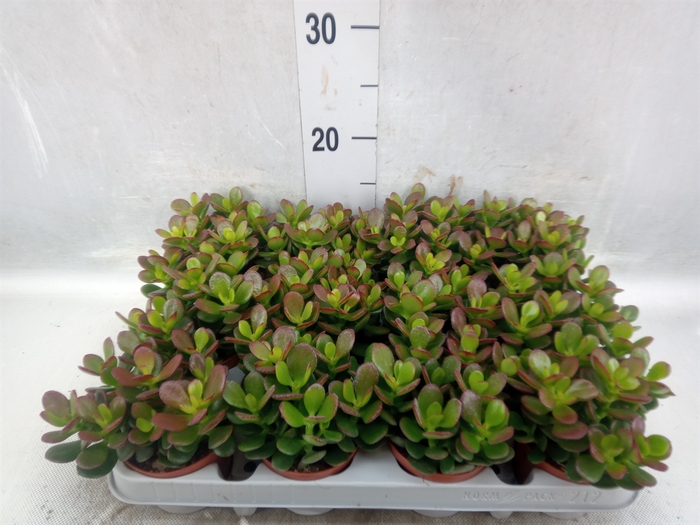 Crassula ovata 'Minor'