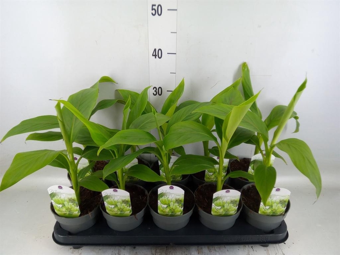 <h4>Musa basjoo</h4>