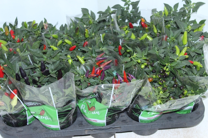 <h4>PIMENTA P11</h4>