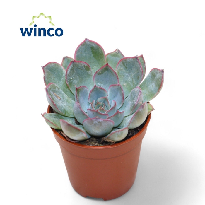 <h4>Echeveria Pink Edge</h4>