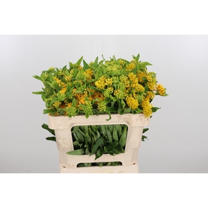 Ascl T Hello Yellow