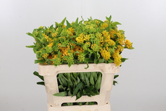 <h4>Ascl T Hello Yellow</h4>