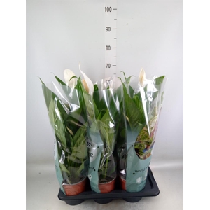 Spathiphyllum  'Bingo Cupido'