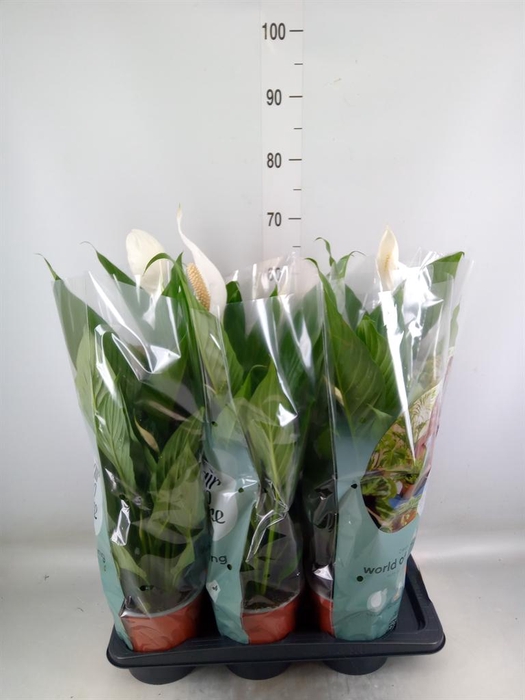 <h4>Spathiphyllum  'Bingo Cupido'</h4>