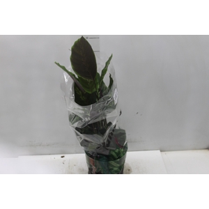 CALATHEA MAUI QUEEN P17