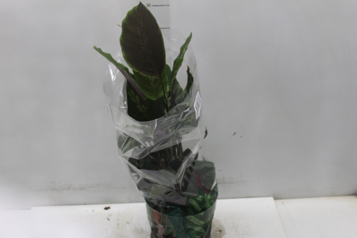 <h4>CALATHEA MAUI QUEEN P17</h4>