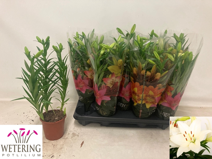 <h4>LIL LA SUMMER SNOW</h4>