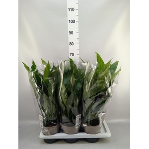 Spathiphyllum 'Diamond'