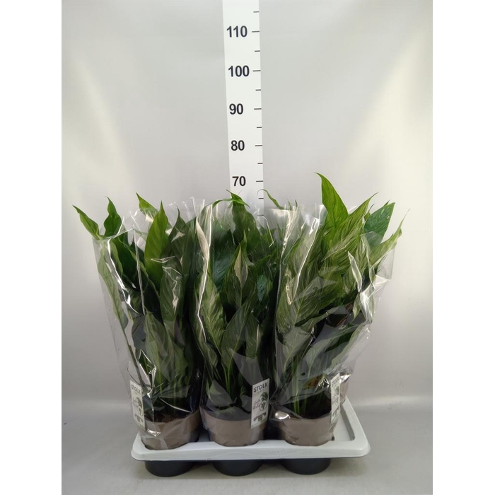 <h4>Spathiphyllum  'Diamond'</h4>