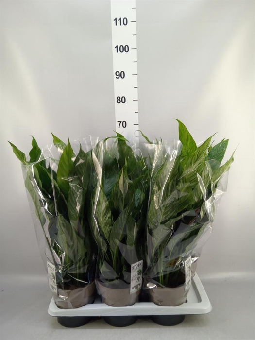 <h4>Spathiphyllum  'Diamond'</h4>