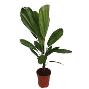 Licuala Grandis 21 cm