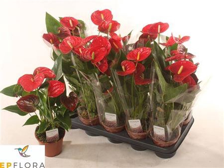 <h4>Anthurium (Andreanum Grp) Jambo Red</h4>