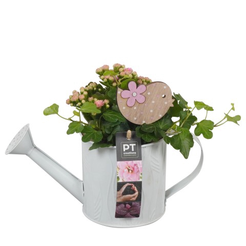 <h4>PTIB7602 Arrangementen kamerplanten</h4>