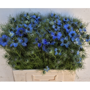 NIGE D DEEP SEA BLUE