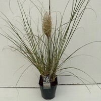 Cortaderia sell. 'Mini Silverpampas'