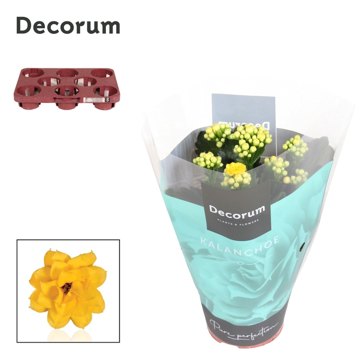 <h4>Kalanchoe Decorum - Yellow</h4>