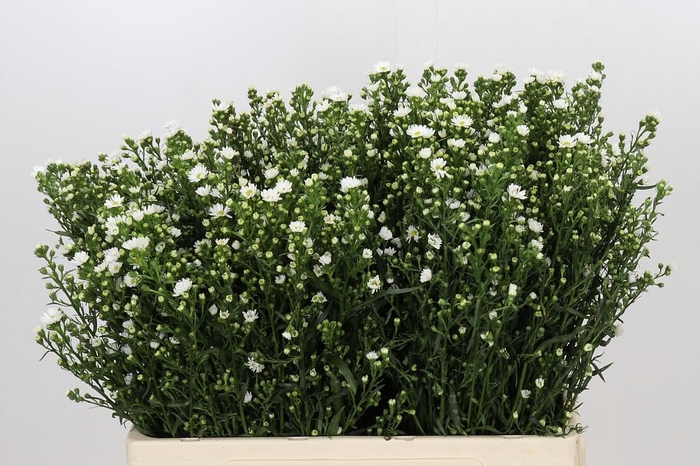 <h4>Aster Paquita</h4>