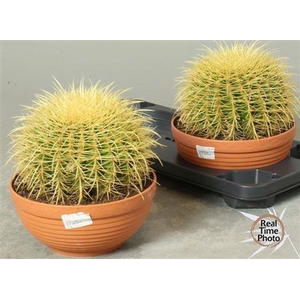 Cactus overig