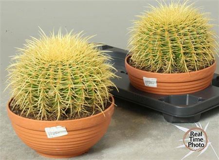 <h4>Cactus overig</h4>