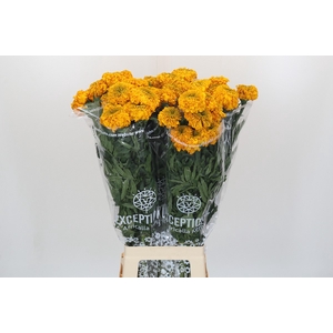 Tagetes Marigold Promise Orange
