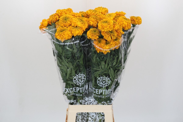 <h4>Tagetes Marigold Promise Orange</h4>