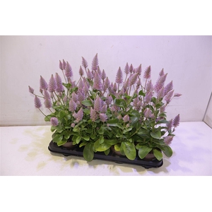 Ptilotus Ex Joey