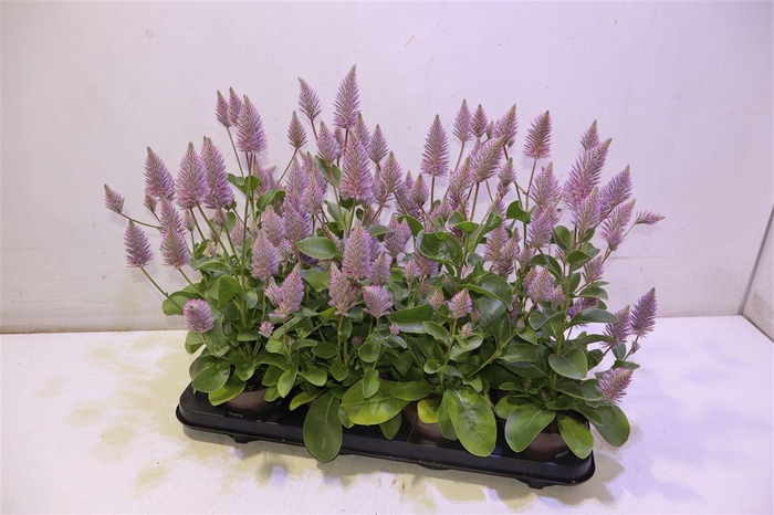 <h4>Ptilotus Ex Joey</h4>