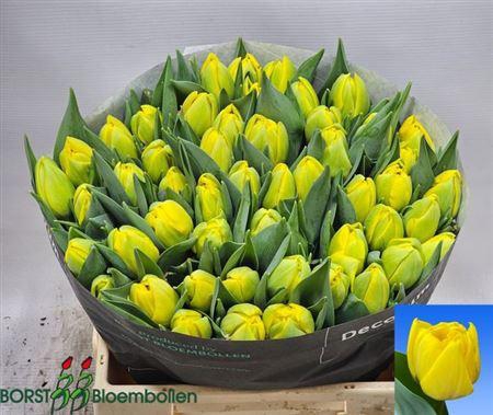 Tu Du Double Trouble