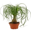 Beaucarnea recht 16 cm schaal
