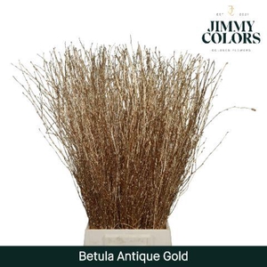 Betula L70 Mtlc. Antiek Goud
