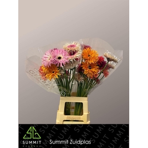 Gerbera Spider Mix Spider Water x40 Lang