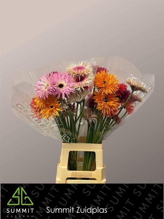 <h4>Gerbera Spider Mix Spider Water x40 Lang</h4>