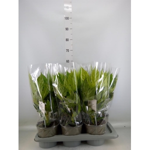 Fatsia japonica 'Variegata'