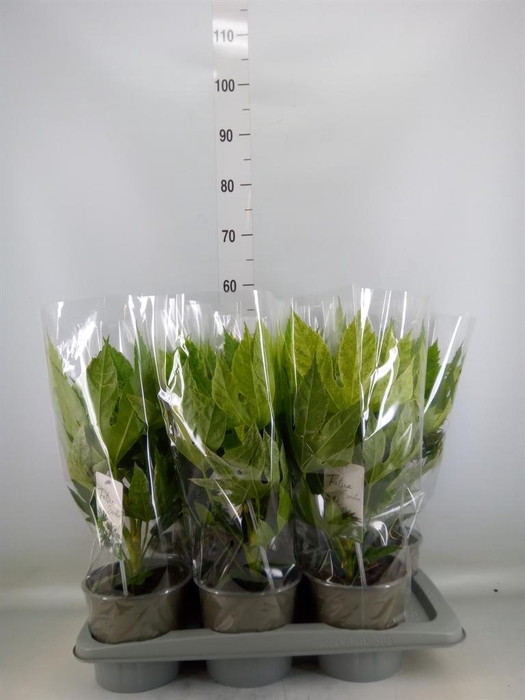 <h4>Fatsia japonica 'Variegata'</h4>