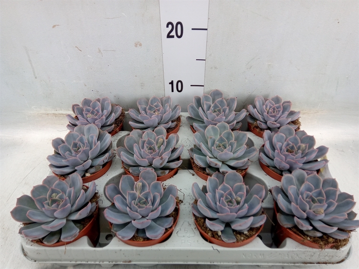 <h4>Echeveria  'Orion'</h4>