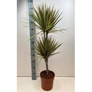 DRA MARG BICOLOR