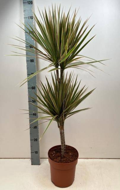 <h4>DRA MARG BICOLOR</h4>