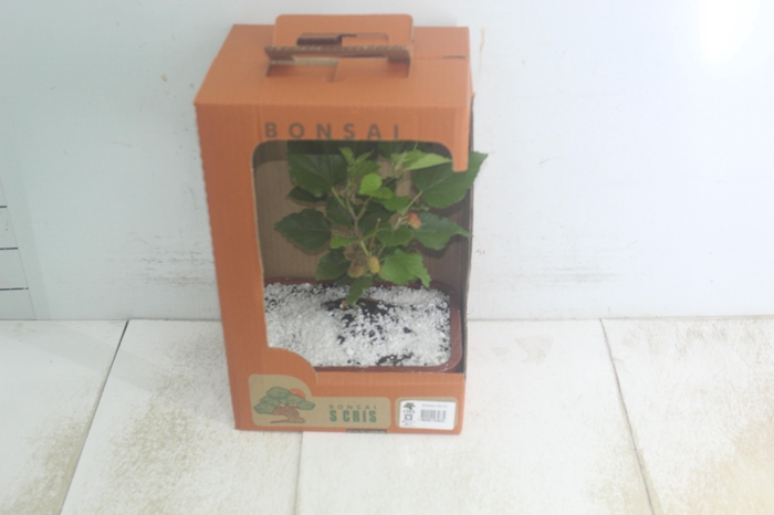 <h4>BONSAI FRUTA VASO PLASTICO 1.1L</h4>