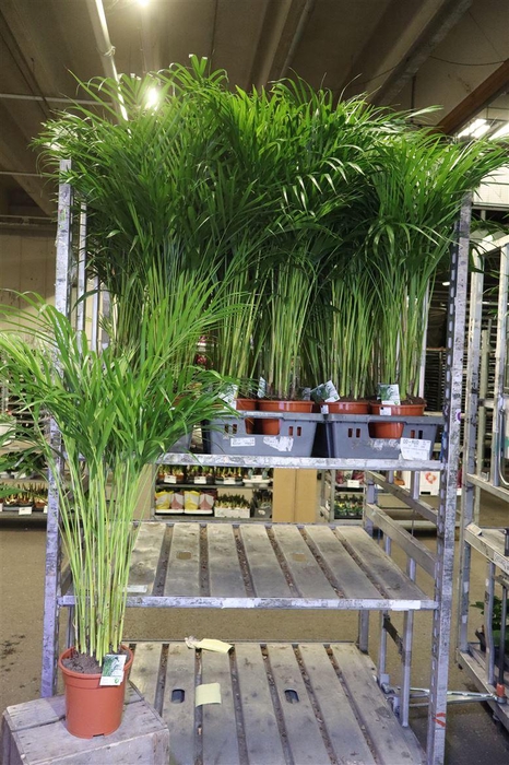 <h4>Dypsis Lutescens</h4>