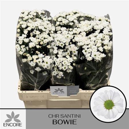 <h4>Chr S Aaa Bowie</h4>