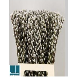 SALIX CA SNOW FLAKE